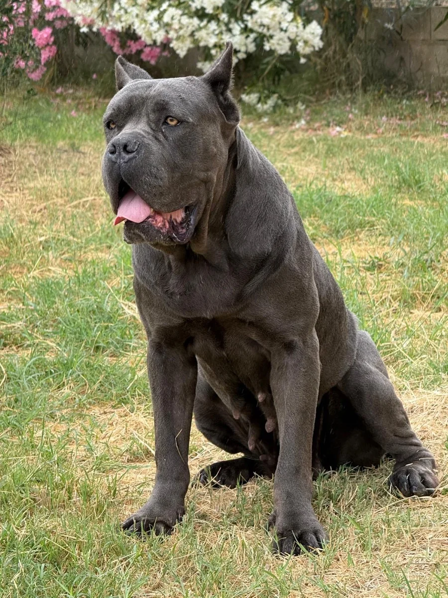 Alma, hembra reproductora Cane Corso