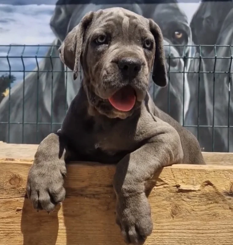 Cachorro Cane Corso creciendo en el criadero