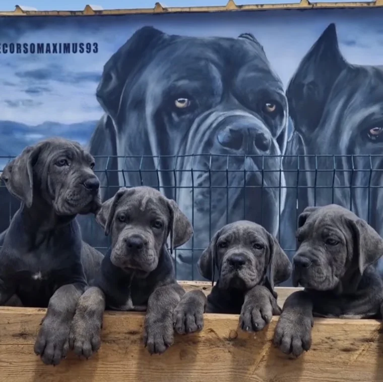 Cachorro Cane Corso joven