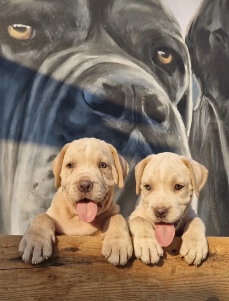 Cachorro Cane Corso en exterior