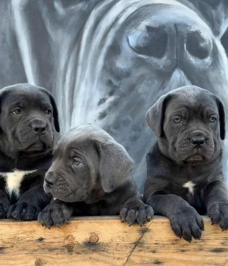 Cachorro Cane Corso posando