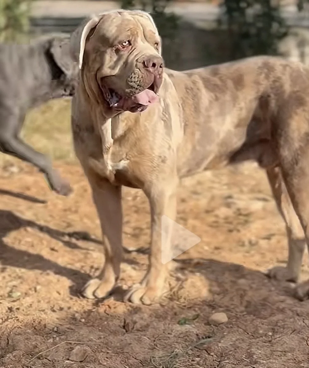 Capo, macho reproductor Cane Corso