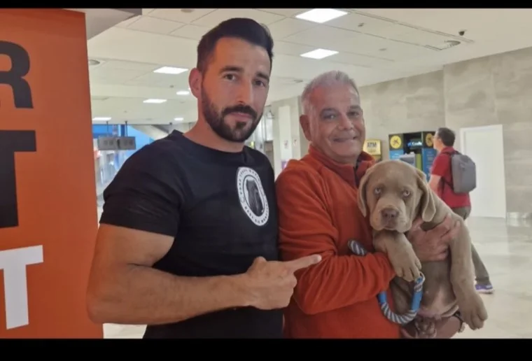Cane Corso descansando en familia