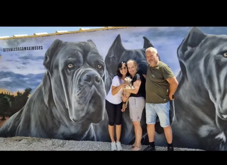 Cane Corso en su nuevo hogar