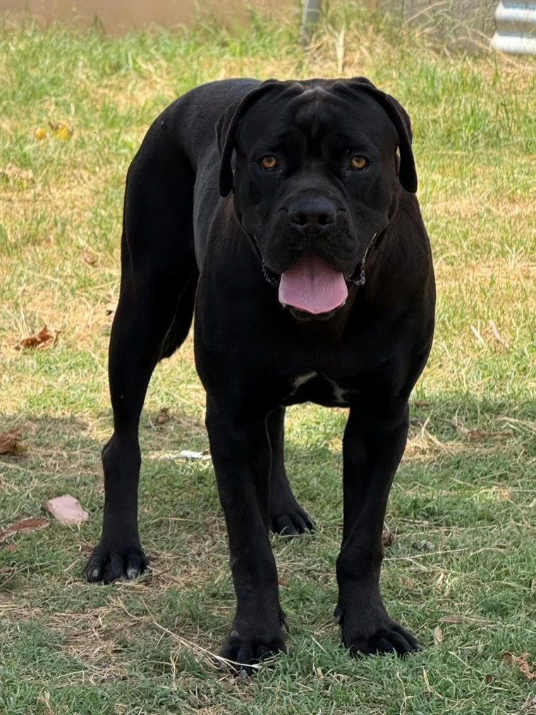 Morena, hembra reproductora Cane Corso