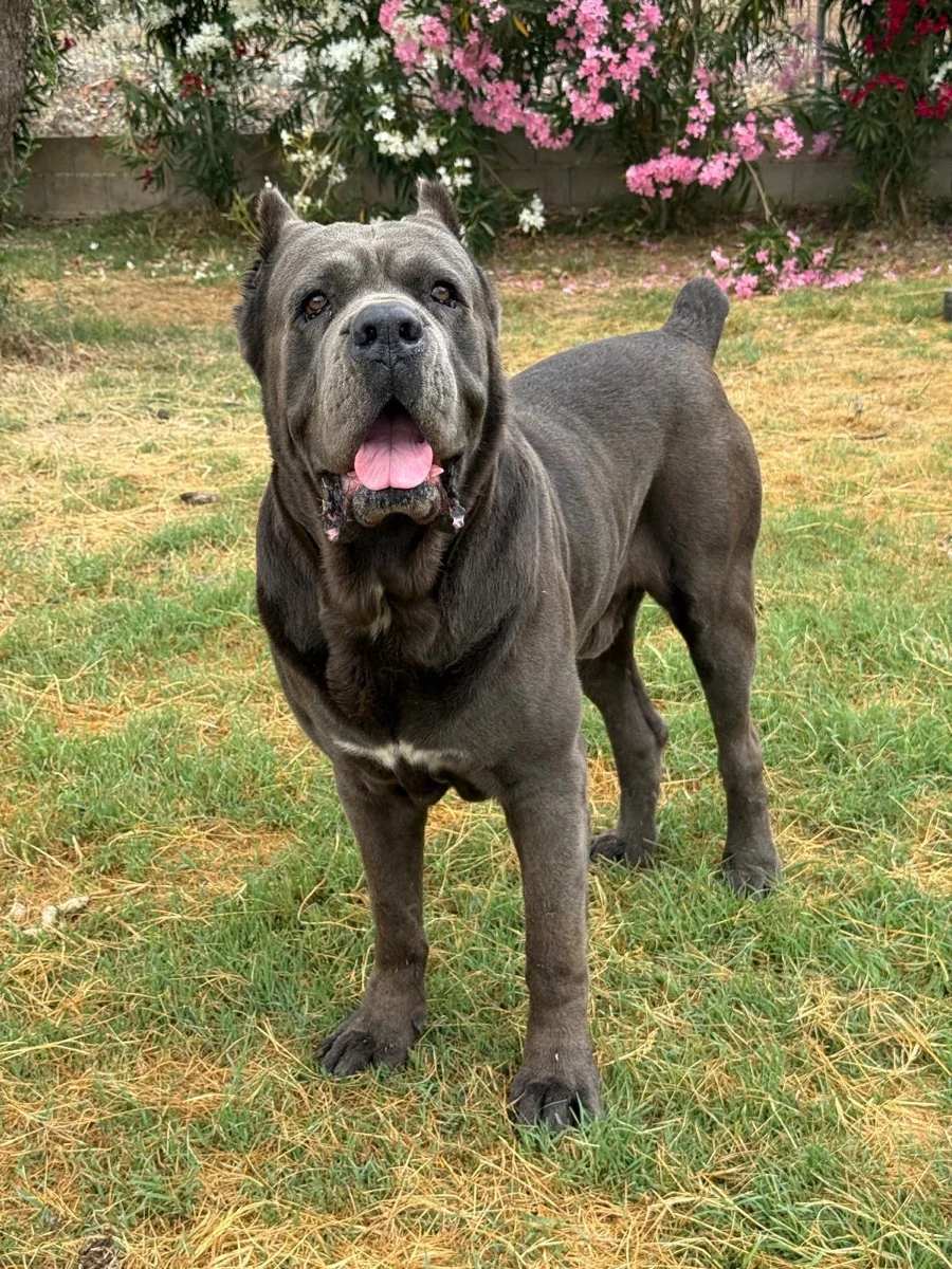 Orso, macho reproductor Cane Corso