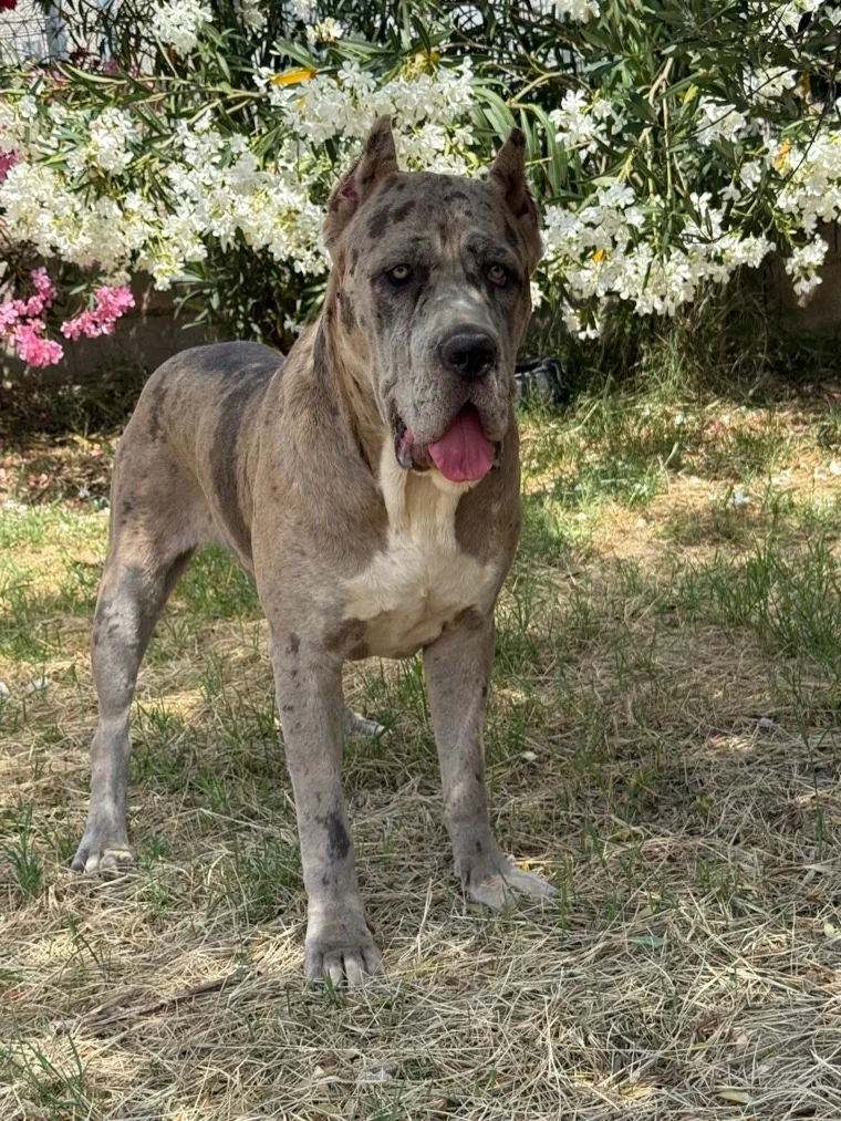 Venus, hembra reproductora Cane Corso