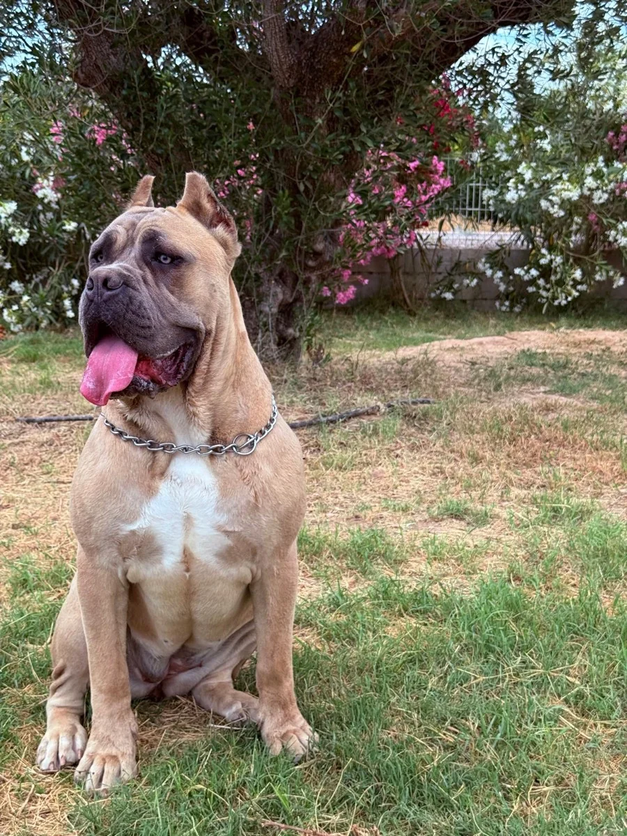 Viki, hembra reproductora Cane Corso